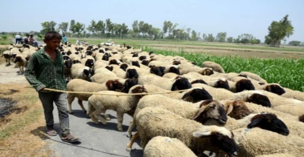 कुलगाम में तेज रफ्तार वाहन ने भेड़ों के झुंड को टक्कर मारी, 60 की मौत