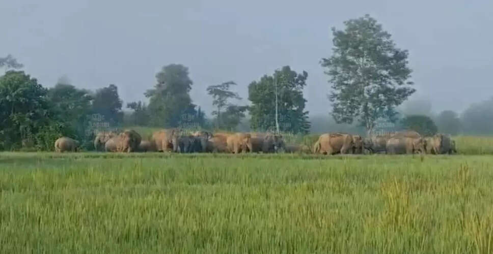 पश्चिम कार्बी आंगलोंग में जंगली हाथियों का आतंक, किसानों की फसलें बर्बाद
