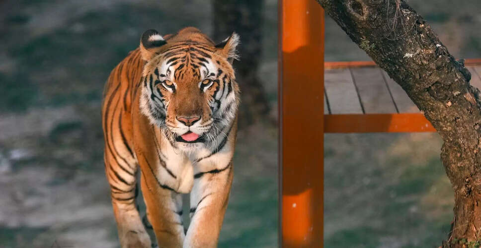 गुजरात ने 33 साल बाद फिर से पाया बाघों का दर्जा, उप मुख्यमंत्री ने जताया गर्व