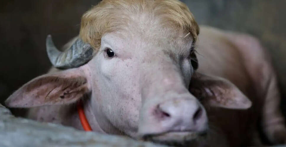 ईद अल-अधा के लिए बांग्लादेश में 'डोनाल्ड ट्रंप' भैंस की चर्चा