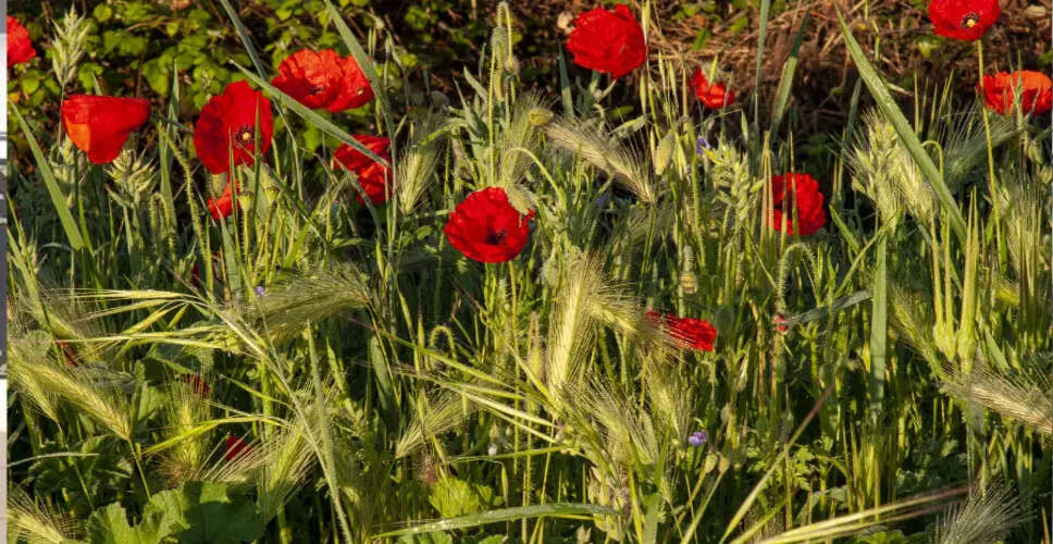 उत्तर पूर्व में हेरोइन की तस्करी में वृद्धि, म्यांमार का बढ़ता प्रभाव