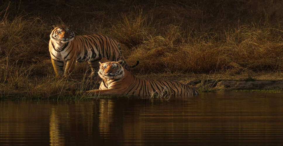 जंगली जीवन की यात्रा की योजना कैसे बनाएं