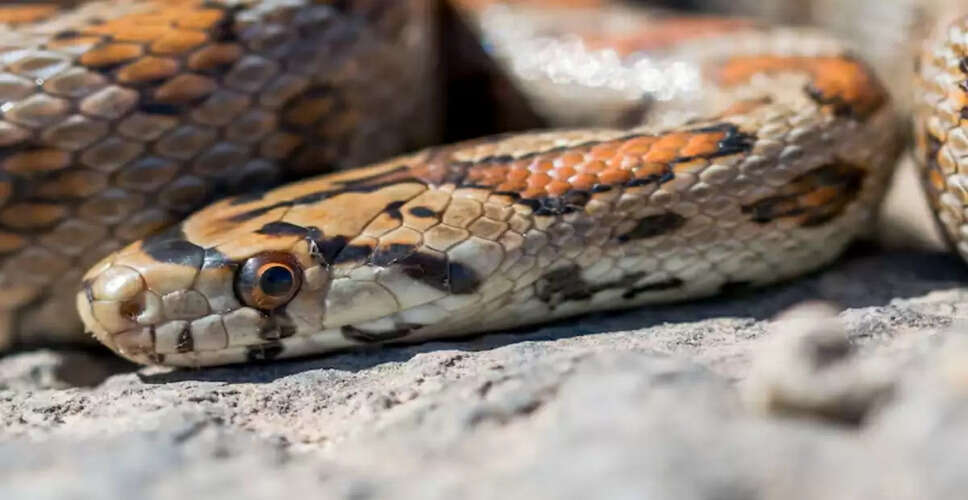मुंबई एयरपोर्ट पर 16 दुर्लभ सांपों के साथ एक व्यक्ति गिरफ्तार
