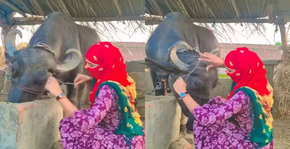 भैंस की थ्रेडिंग का अनोखा वीडियो सोशल मीडिया पर वायरल