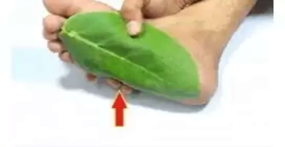 आक पौधे के लाभ और हानियाँ: जानें इसके उपयोग और सावधानियाँ