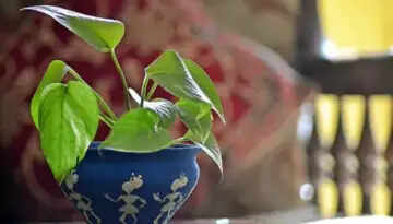 क्या मनी प्लांट चुराने से मिलती है धन की प्राप्ति? जानें सच