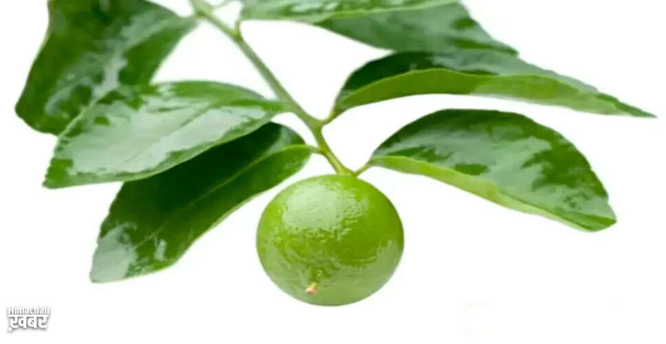 नींबू की पत्तियों के अद्भुत फायदे: सिरदर्द, पेट के कीड़े और नाक से खून रोकने के उपाय