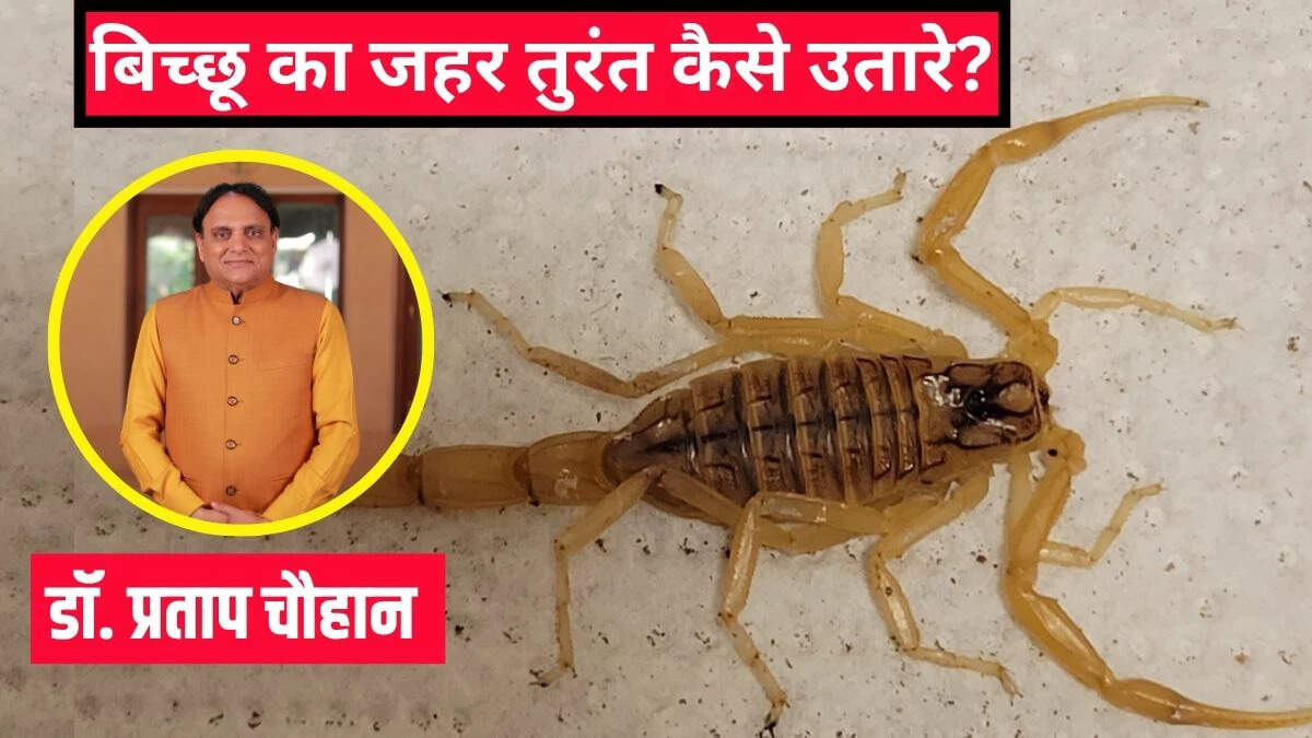 बिच्छू के डंक से राहत पाने के उपाय: विशेषज्ञ की सलाह