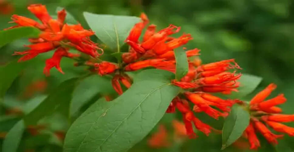 आयुर्वेद का खजाना है धातकी का पौधा, जानें इसके चमत्कारी फायदे