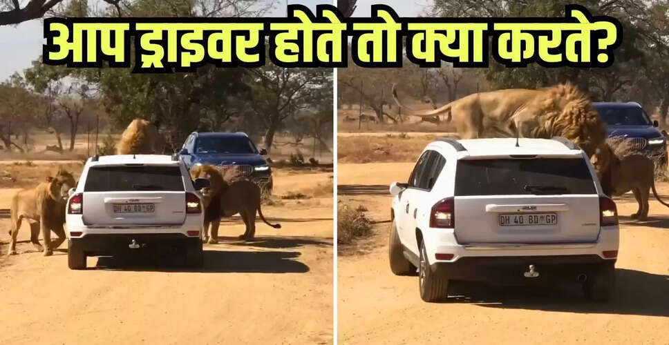डरावना वीडियो: शेर ने कार के बोनट पर चढ़कर मचाई खलबली