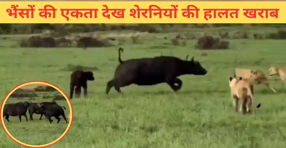 शेरनियों के शिकार में भैंसों की अद्भुत एकता का वीडियो वायरल