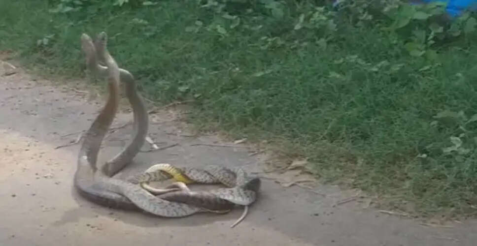 सांपों का प्रेम: जब नाग-नागिन ने दिखाई आक्रामकता