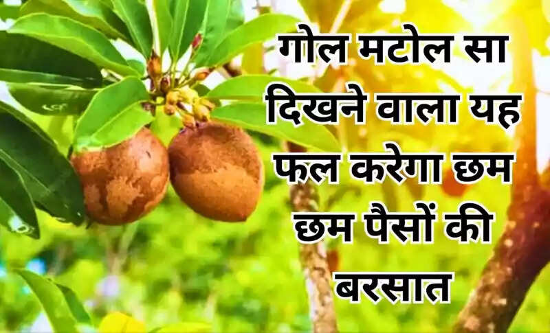चीकू की खेती: छोटे से टुकड़े में बनाएं बड़ा मुनाफा