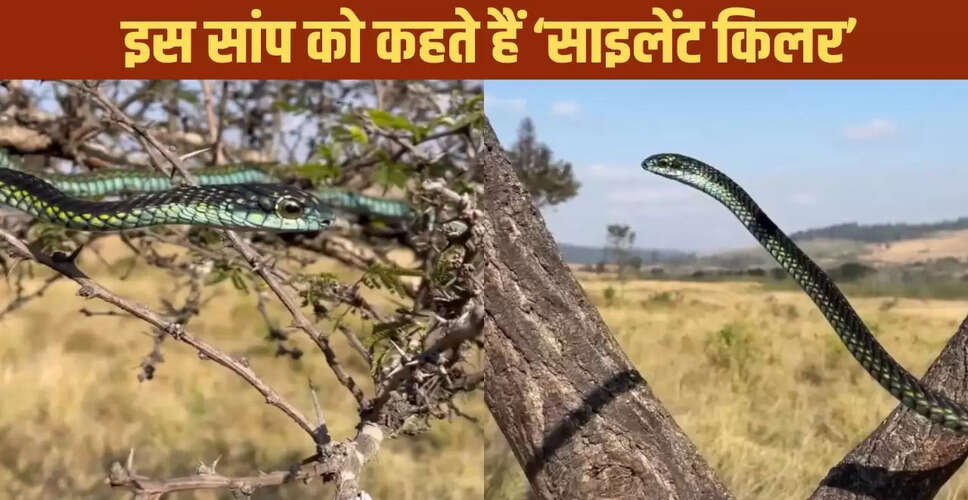 अफ्रीका का बूमस्लैंग: जहरीले सांप का वायरल वीडियो