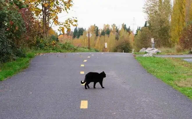 दूध के उबलने का अर्थ: शकुन और अपशकुन की व्याख्या