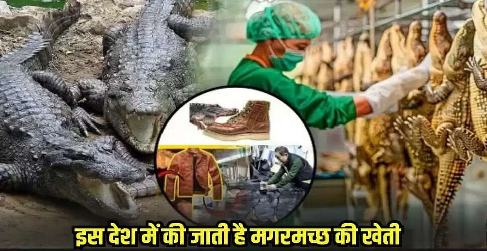 थाईलैंड में मगरमच्छ पालन: एक अनोखा व्यवसाय