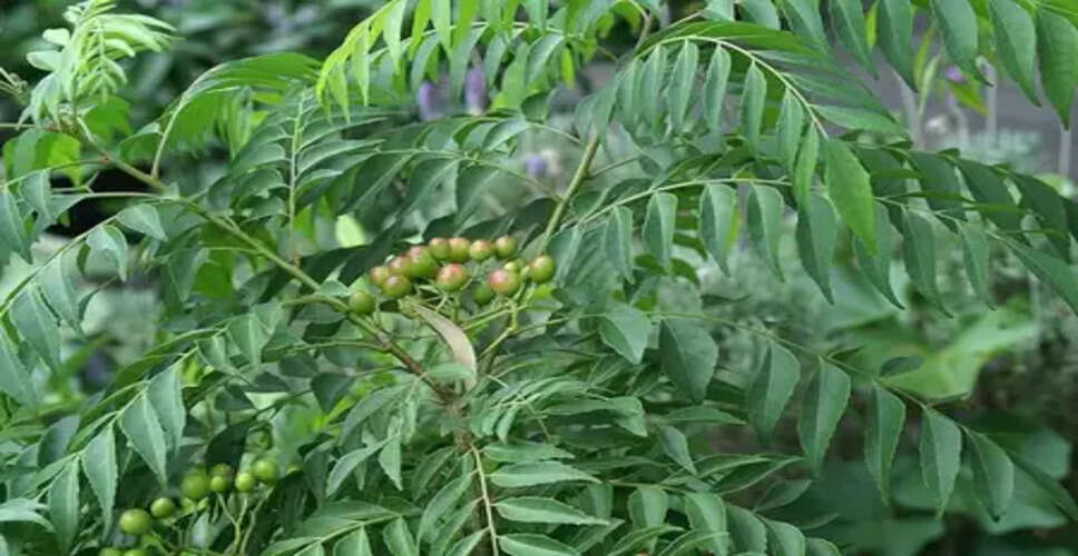 मीठा नीम : स्वाद और सेहत का अनमोल खजाना
