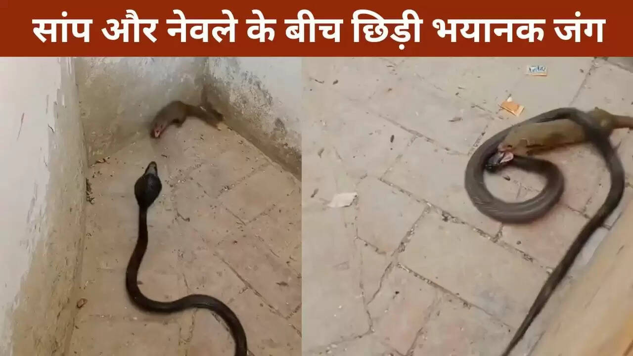 सांप और नेवले की खतरनाक लड़ाई का वायरल वीडियो