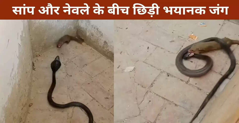 सांप और नेवले की खतरनाक लड़ाई का वायरल वीडियो