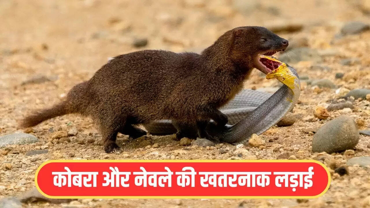 कोबरा और नेवले की अद्भुत लड़ाई का वायरल वीडियो