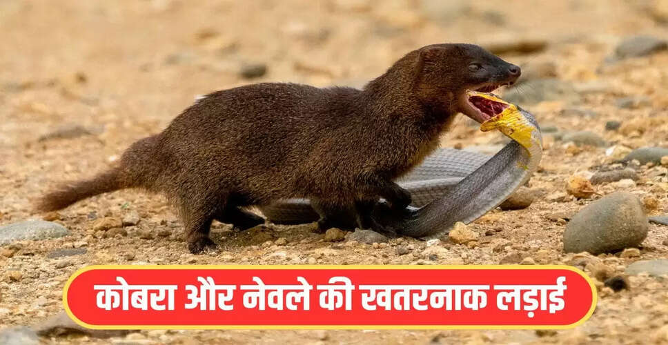 कोबरा और नेवले की अद्भुत लड़ाई का वायरल वीडियो