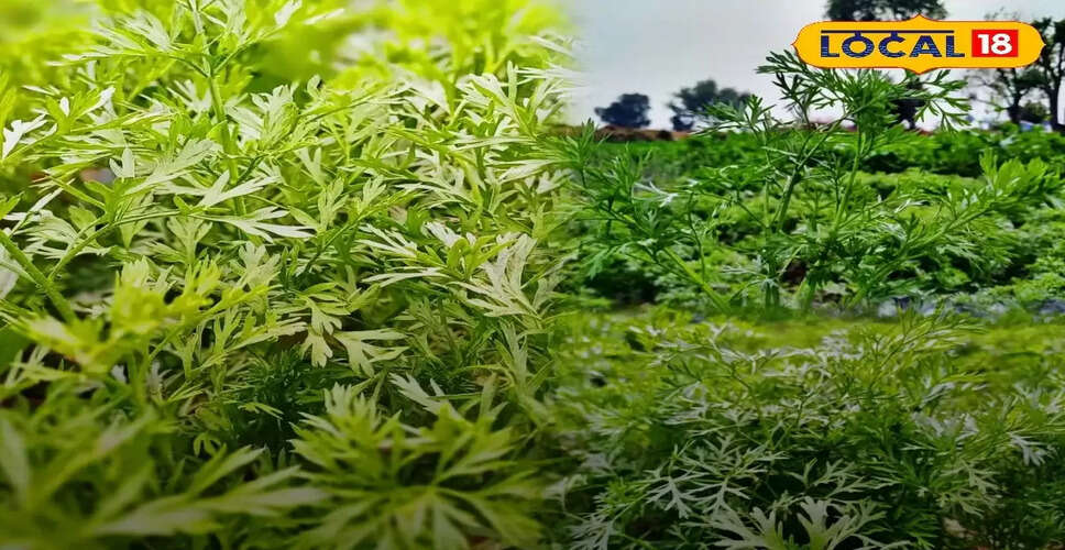 गाजर के पत्तों के स्वास्थ्य लाभ: सर्दियों में शामिल करें अपने आहार में