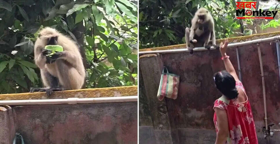 महिला की डांट से बंदर बना इंटरनेट का स्टार, देखें मजेदार वीडियो