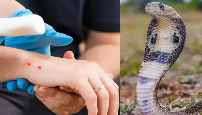 सांप के काटने का इलाज: एक जादुई सब्जी जो आपको बचा सकती है