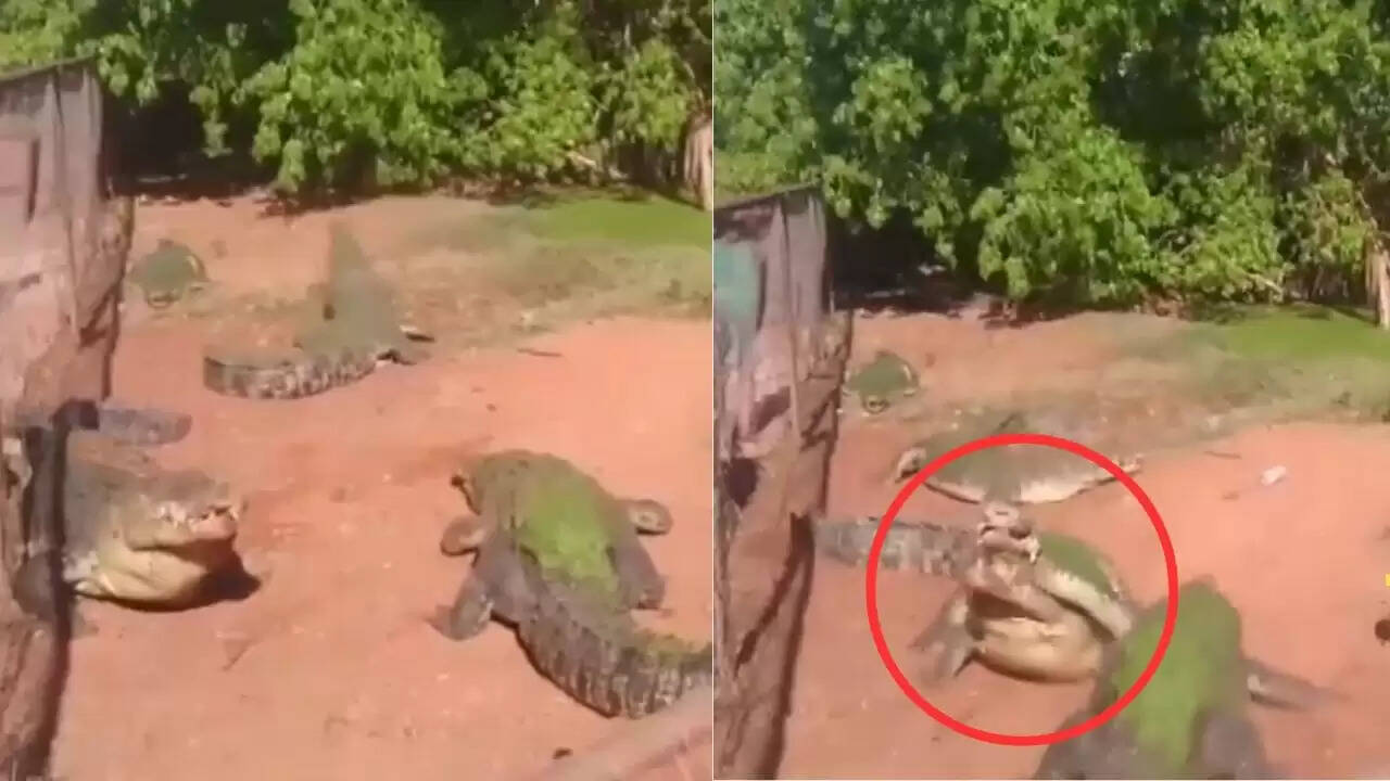 मगरमच्छ का खौफनाक वीडियो: साथी का पैर काटकर खाया