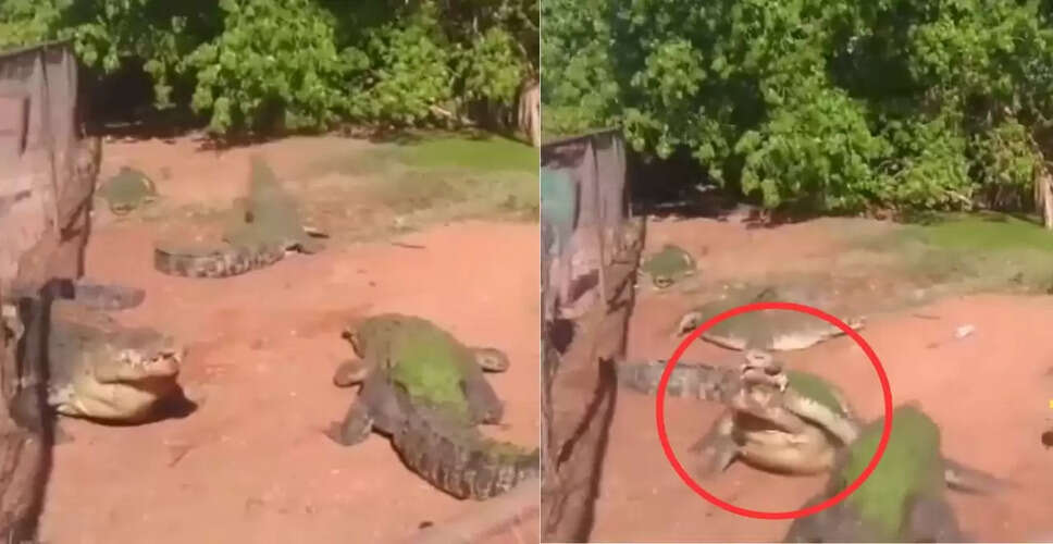 मगरमच्छ का खौफनाक वीडियो: साथी का पैर काटकर खाया