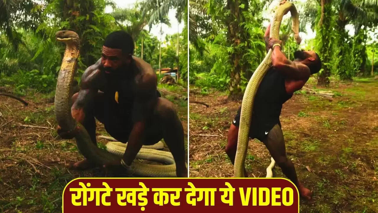 खतरनाक किंग कोबरा के साथ माइक होल्स्टन का साहसिक वीडियो हुआ वायरल