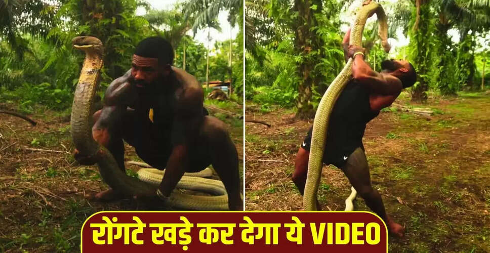 खतरनाक किंग कोबरा के साथ माइक होल्स्टन का साहसिक वीडियो हुआ वायरल