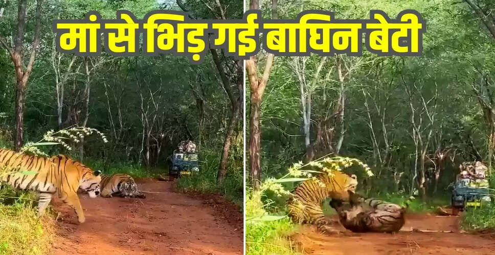 रणथंभौर में मां-बेटी बाघिनों के बीच खूनी संघर्ष का वायरल वीडियो