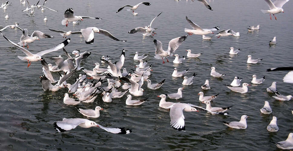 दिल्ली बर्ड एटलस: एक वर्ष में 221 पक्षी प्रजातियों की पहचान