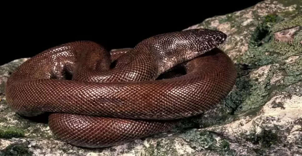 रेड सैंड बोआ: जानिए क्यों है इस सांप की कीमत 25 करोड़ रुपये