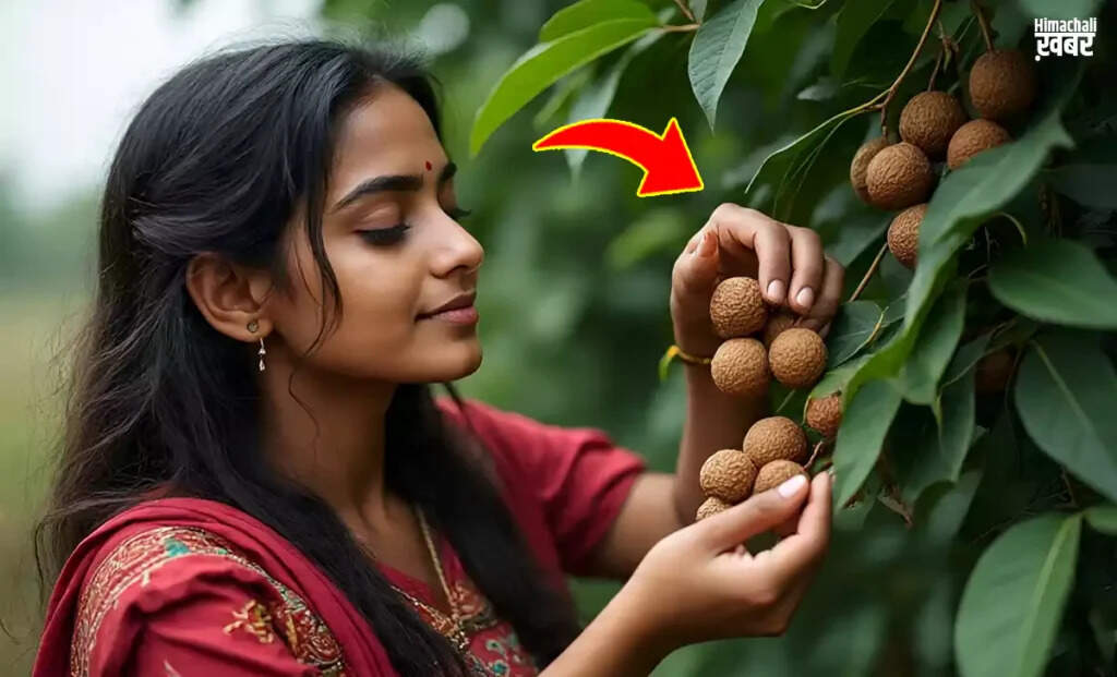 रीठा: बवासीर और अन्य रोगों के लिए प्रभावी औषिधि