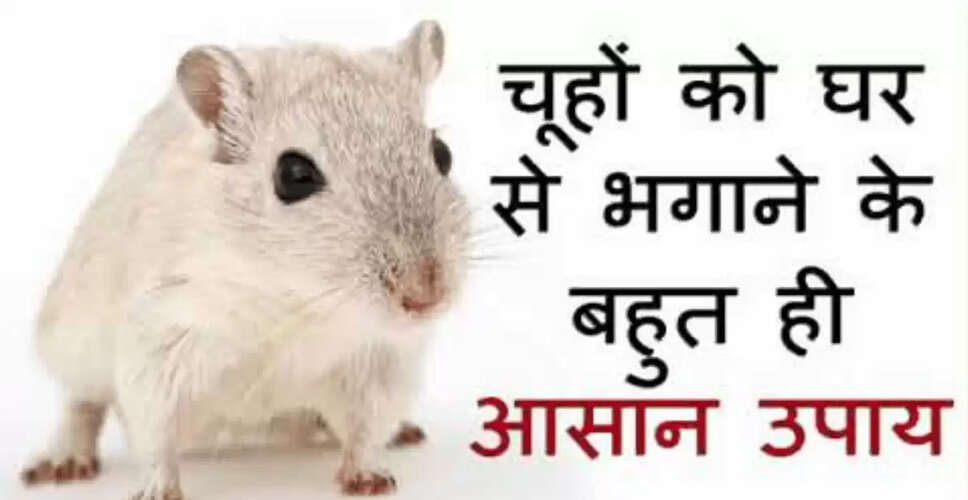 चूहों से छुटकारा पाने का अनोखा उपाय