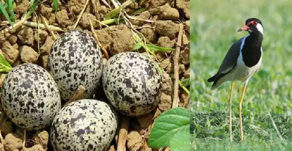 टिटहरी: एक अद्भुत पक्षी जो बनाता है करोड़पति