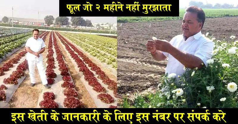 हरियाणा के किसान बिजेंद्र दलाल की सफलता की कहानी