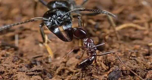 चीटियों के बारे में रोचक तथ्य: जानें इनकी ताकत और समाजिक संरचना