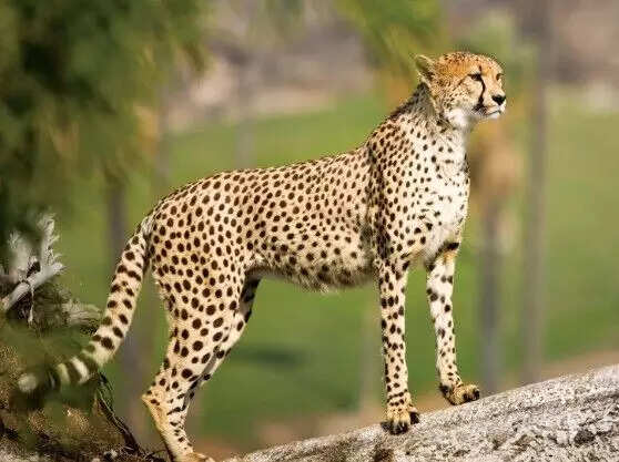 मध्य प्रदेश में नए चीते लाने की तैयारी, 8 चीतों का आगमन