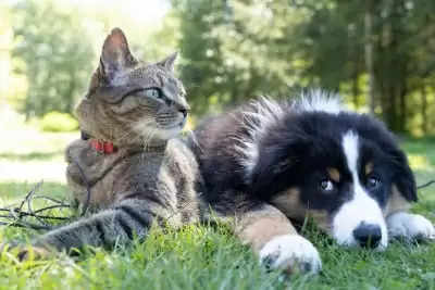 घातक सुपरबग स्वस्थ पालतू कुत्तों, बिल्लियों और मालिकों के बीच फैल सकते हैं : शोध