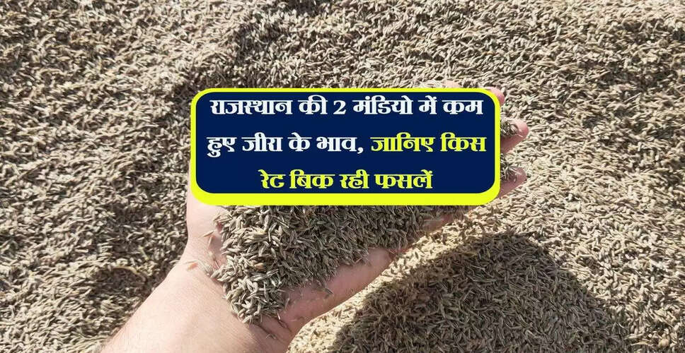 जोधपुर मंडी में फसलों के भाव: जीरा और इसबगोल में गिरावट