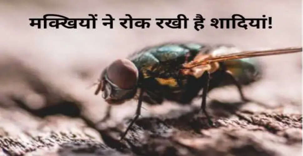 गांव में मक्खियों के कारण लड़कों की शादी नहीं हो रही