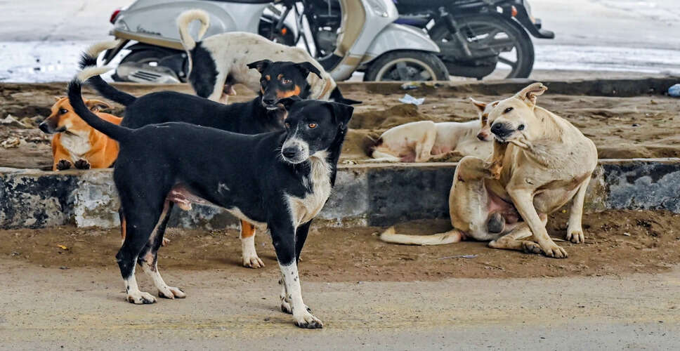 दिल्ली में आवारा कुत्तों को हटाने का सुप्रीम कोर्ट का आदेश, मेयर ने किया स्वागत