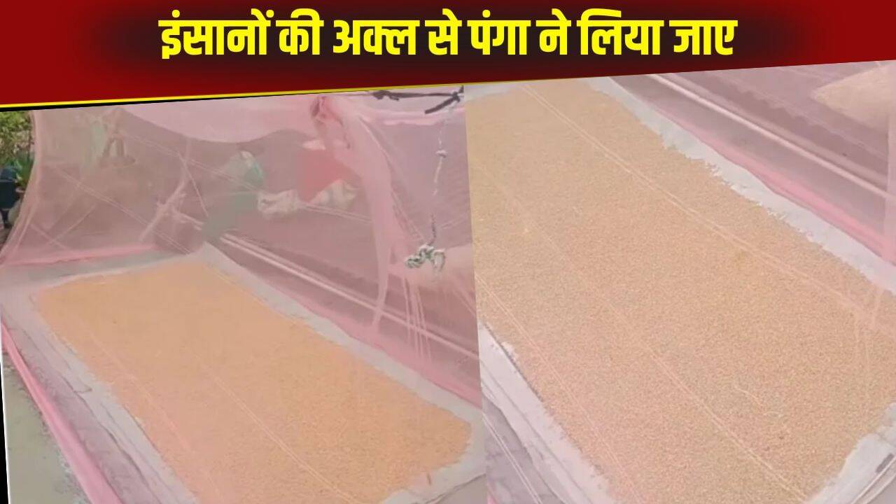 अनोखा जुगाड़: गेहूं सुखाने का नया तरीका वायरल