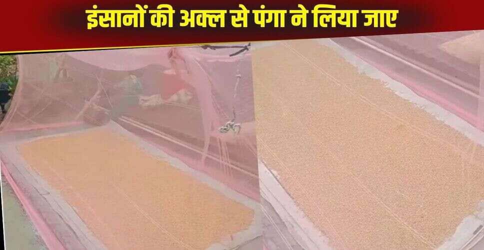 अनोखा जुगाड़: गेहूं सुखाने का नया तरीका वायरल