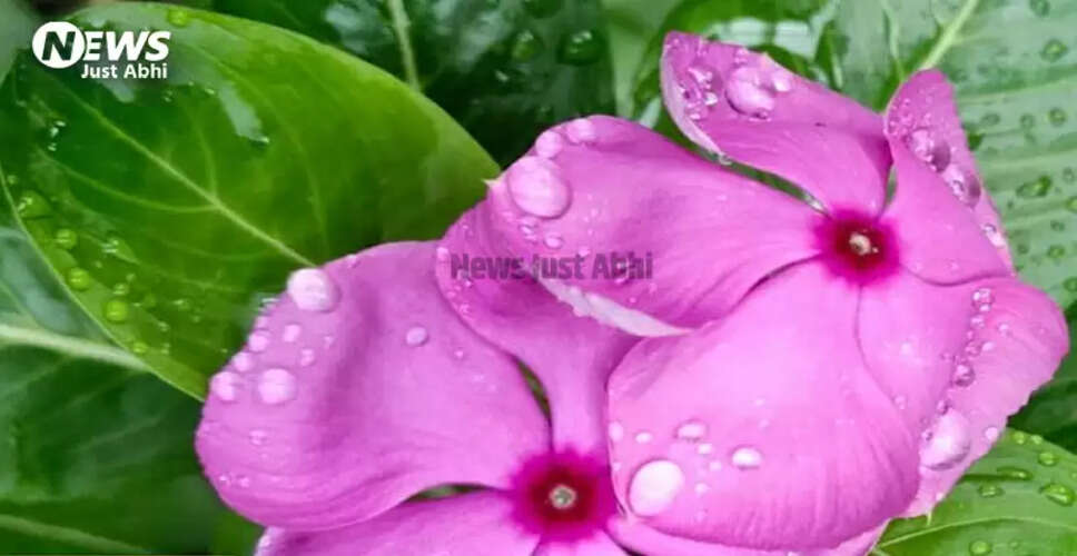 सदाबहार पौधे के अद्भुत लाभ और उपयोग