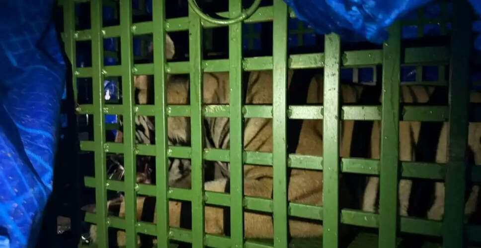 बाघ का सफलतापूर्वक बचाव, रांची के गांव से पलामू रिजर्व में भेजा जाएगा