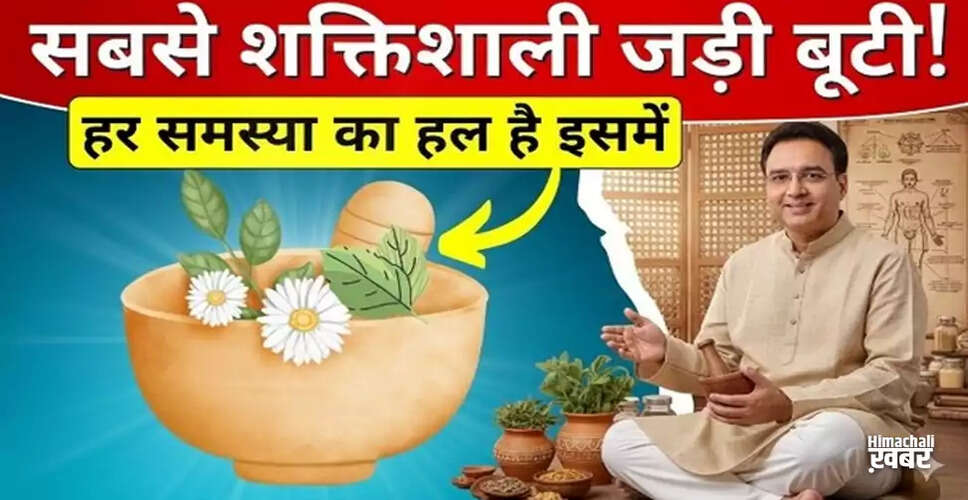 आयुर्वेदिक जड़ी-बूटियाँ: स्वास्थ्य और ऊर्जा के लिए 5 शक्तिशाली विकल्प